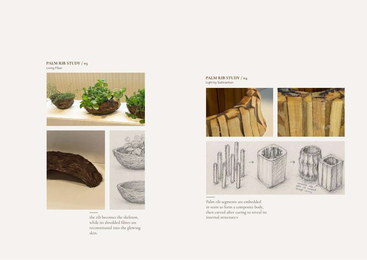 Palm rib studies: Living Fiber and Light by Subtraction