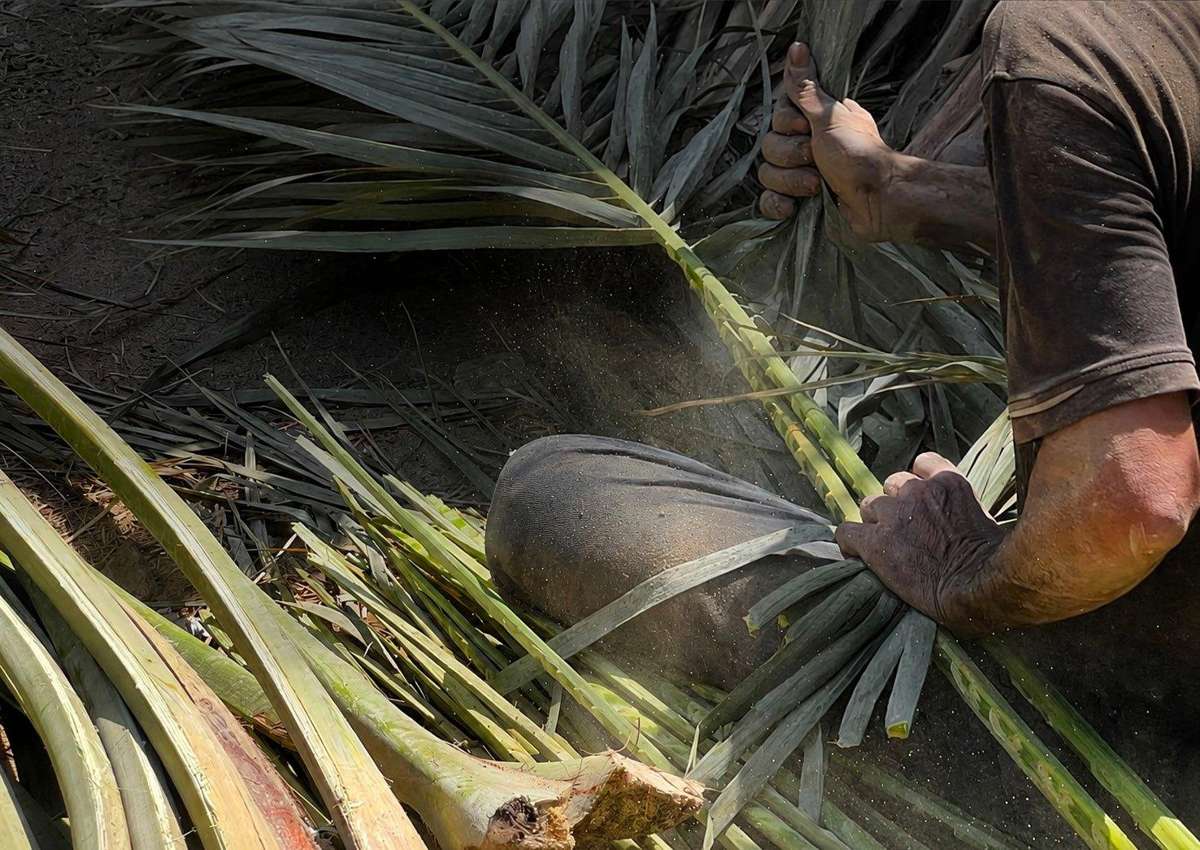 Selecting palm fronds